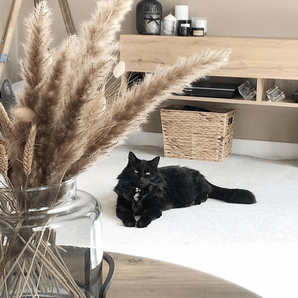 A black cat lounging in front of a tall grass vase, looking curious and relaxed.
