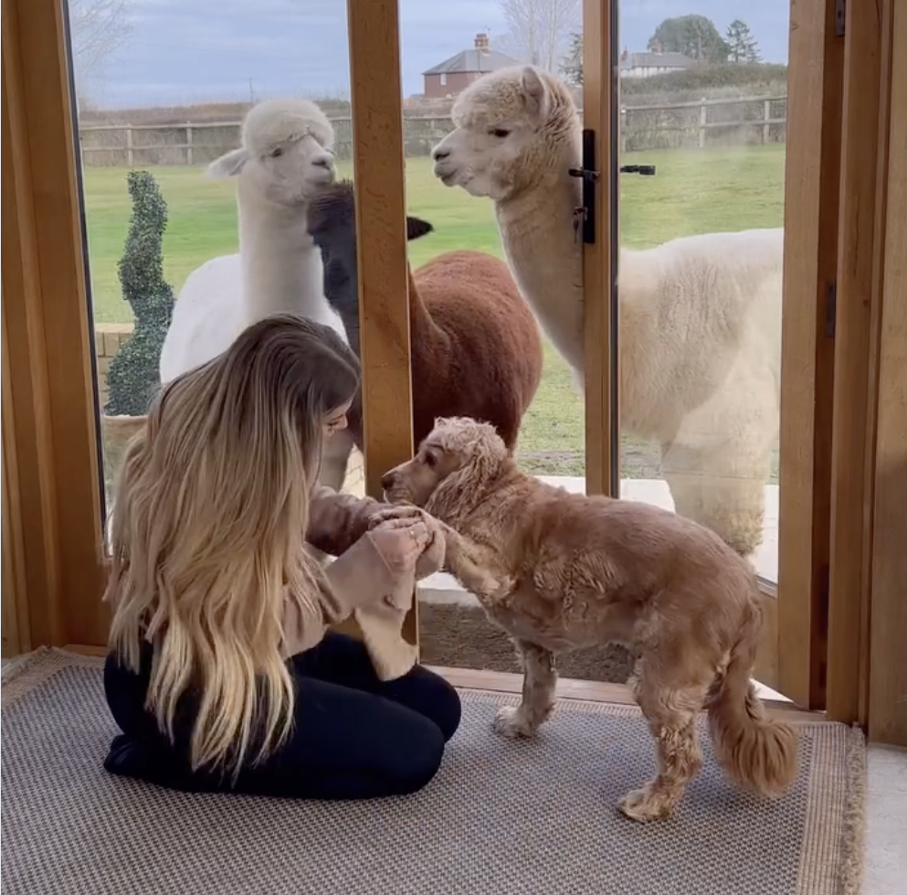 Mrs. Hinch lovingly pets a dog while two curious alpacas watch nearby.