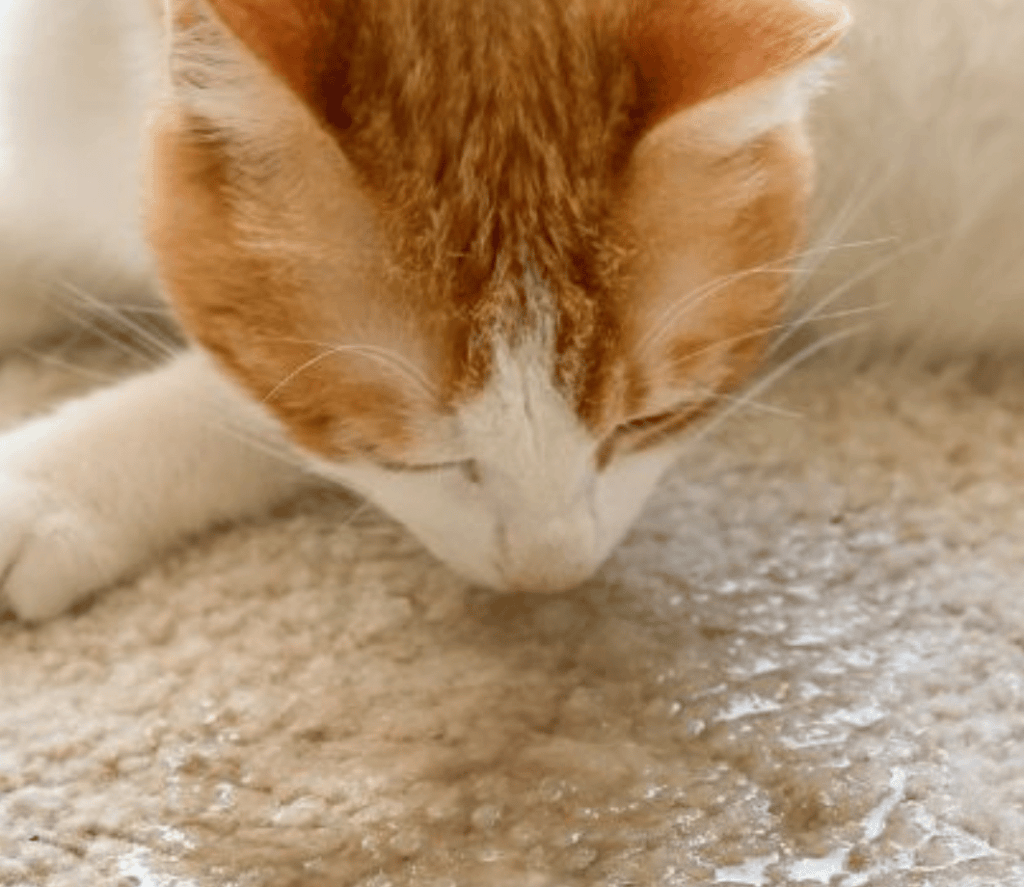 Cat sniffing urine on a beige carpet