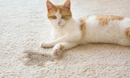 Is Cat Urine Saturated Carpet a Health Hazard: Hidden Risks Revealed