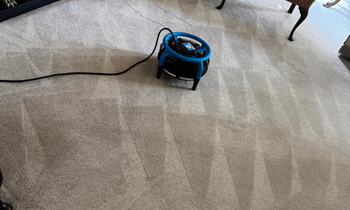 Carpet cleaner Gateshead