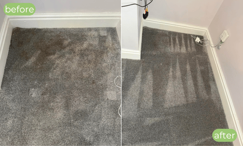 Stain Removal Carpet Clean