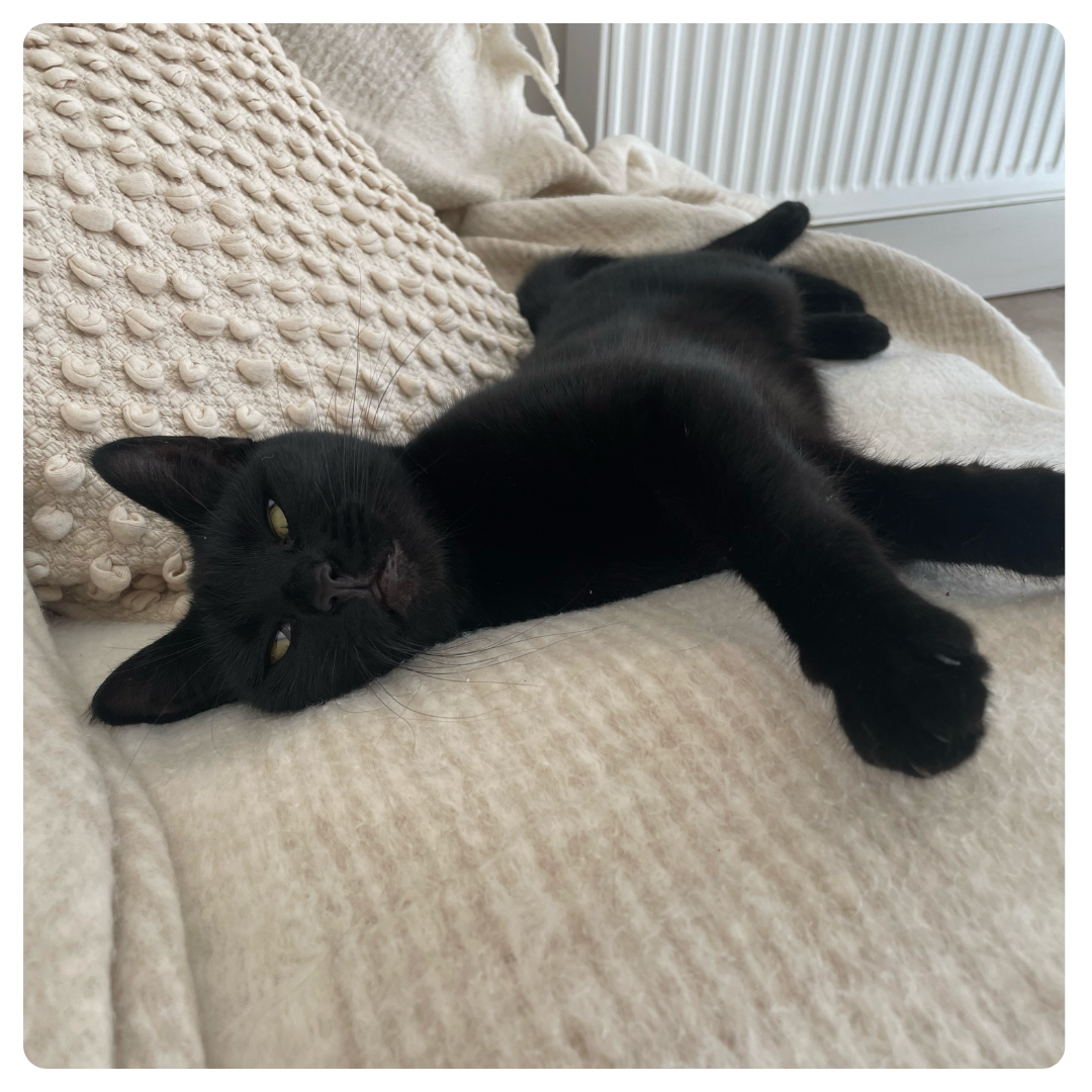 Black cat sprawled on cream sofa, eyes half-closed, front legs stretched, calm and cozy.