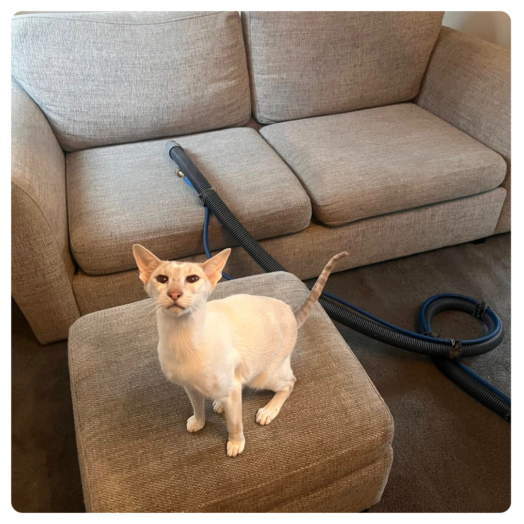 Curious cat on an ottoman by a grey couch sits beside an Ashby cleaner hose in a cozy scene.