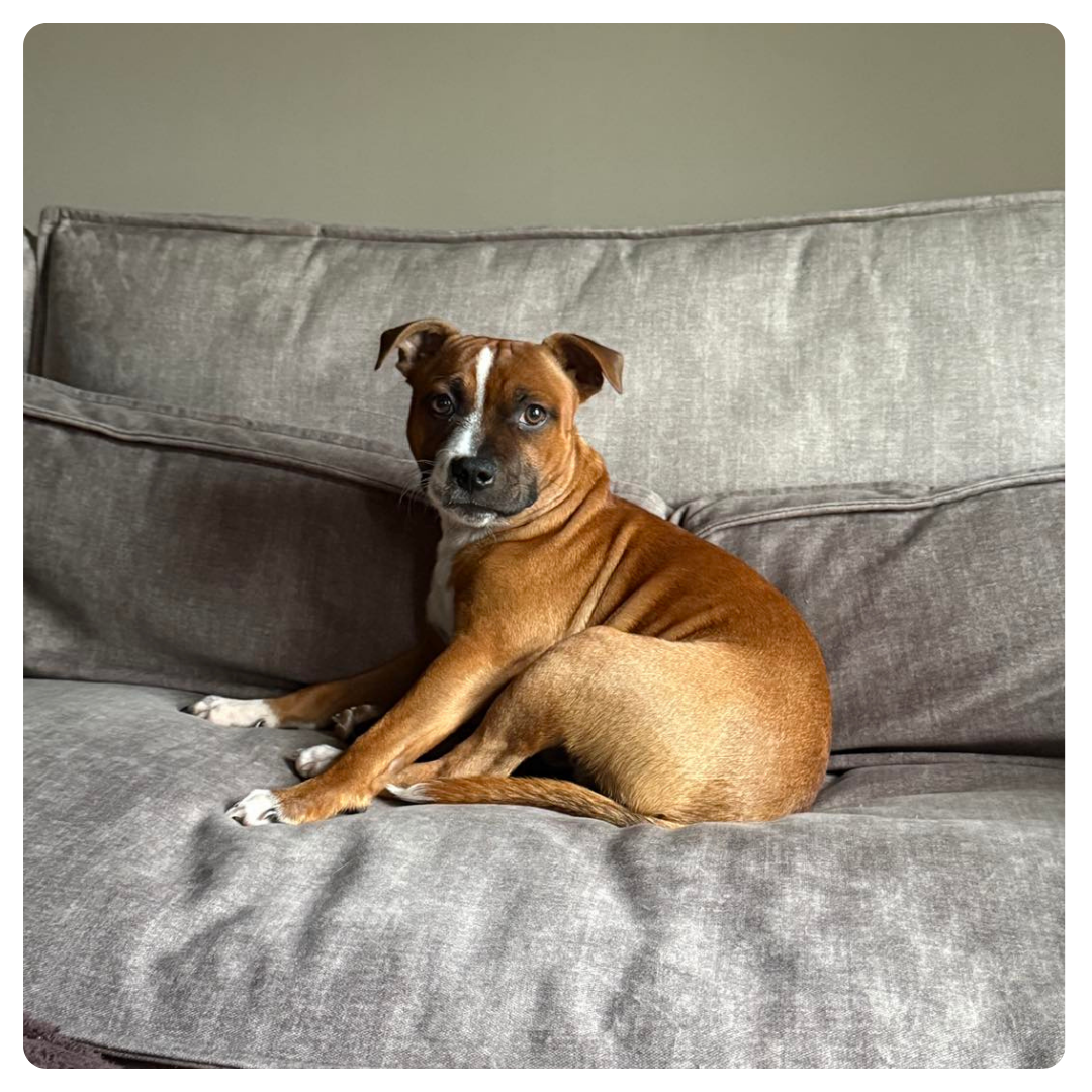 Brown and white dog curled on grey sofa, looking at camera calmly and gently.