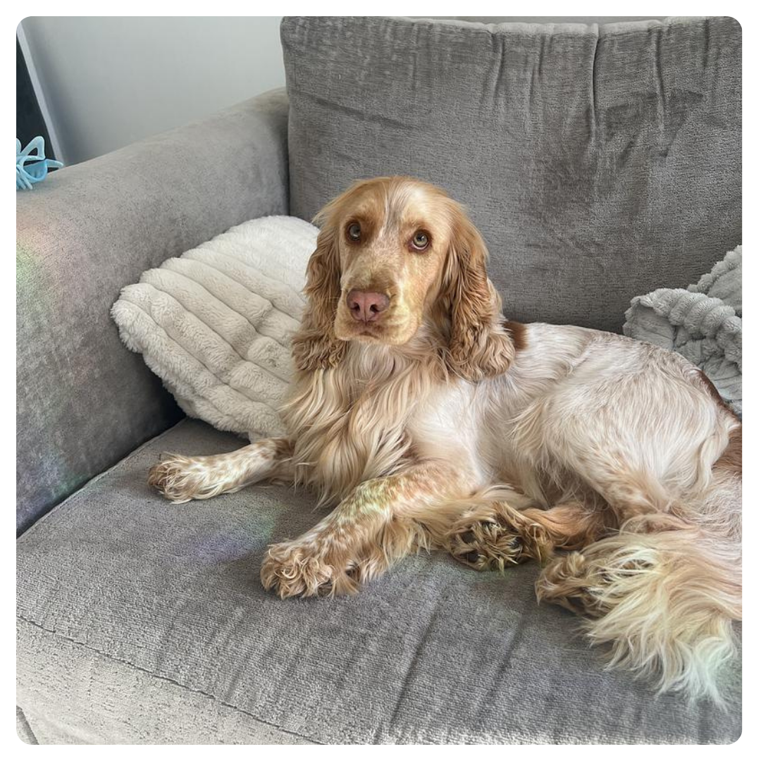 Golden Cocker Spaniel lounges on grey sofa, calm and attentive.