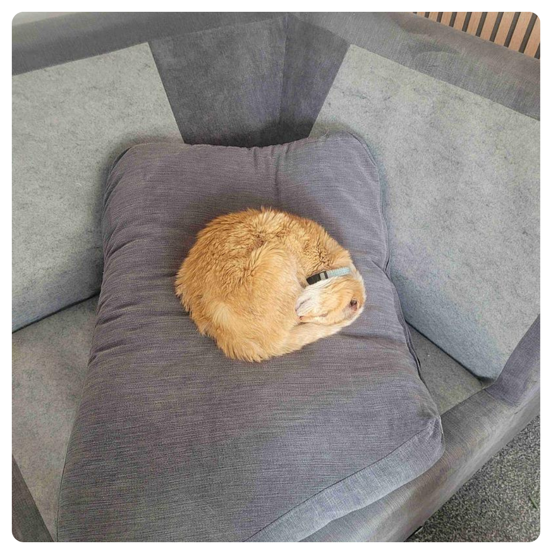 Ginger cat curled on grey sofa cushion, sleeping peacefully in a cozy, warm scene.