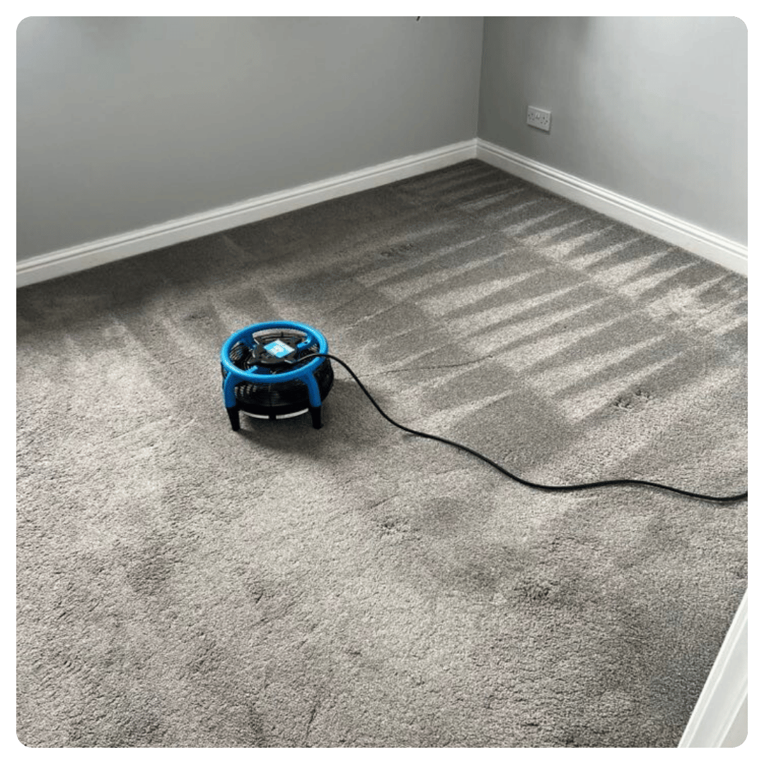Blue carpet dryer on freshly cleaned gray carpet with sunlight creating striped shadows.