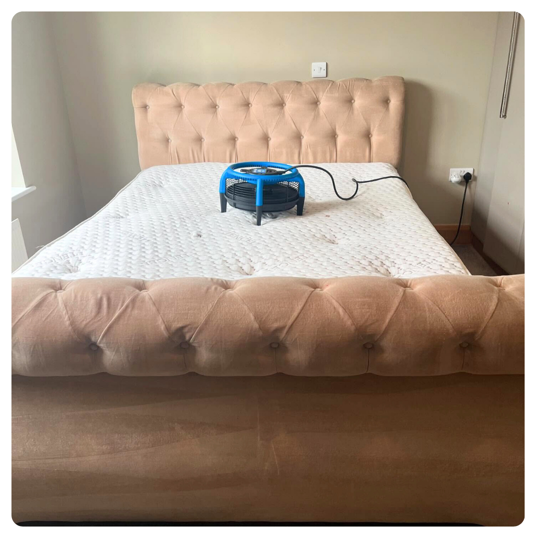 Tufted pink velvet bed with a white mattress, topped blue fan. Simple, uncluttered bedroom scene, neutral tones.