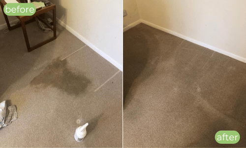Carpet cleaner Blackburn