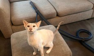 Cream-colored cat sits on a gray ottoman in front of a sofa, with a vacuum cleaner hose resting on the couch. The cat appears curious and attentive.
