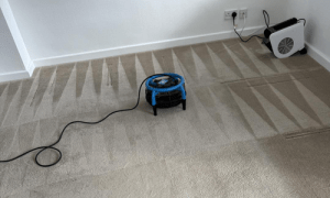 Beige Carpet freshly cleaned evident by the clean lines and lack of stains or wear. It is drying with specialist equipment.
