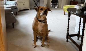 Tan dog, sitting placid and politely on a beige carpet that has just been freshly cleaned